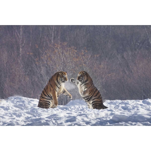 China, Harbin Sparing Siberian tigers